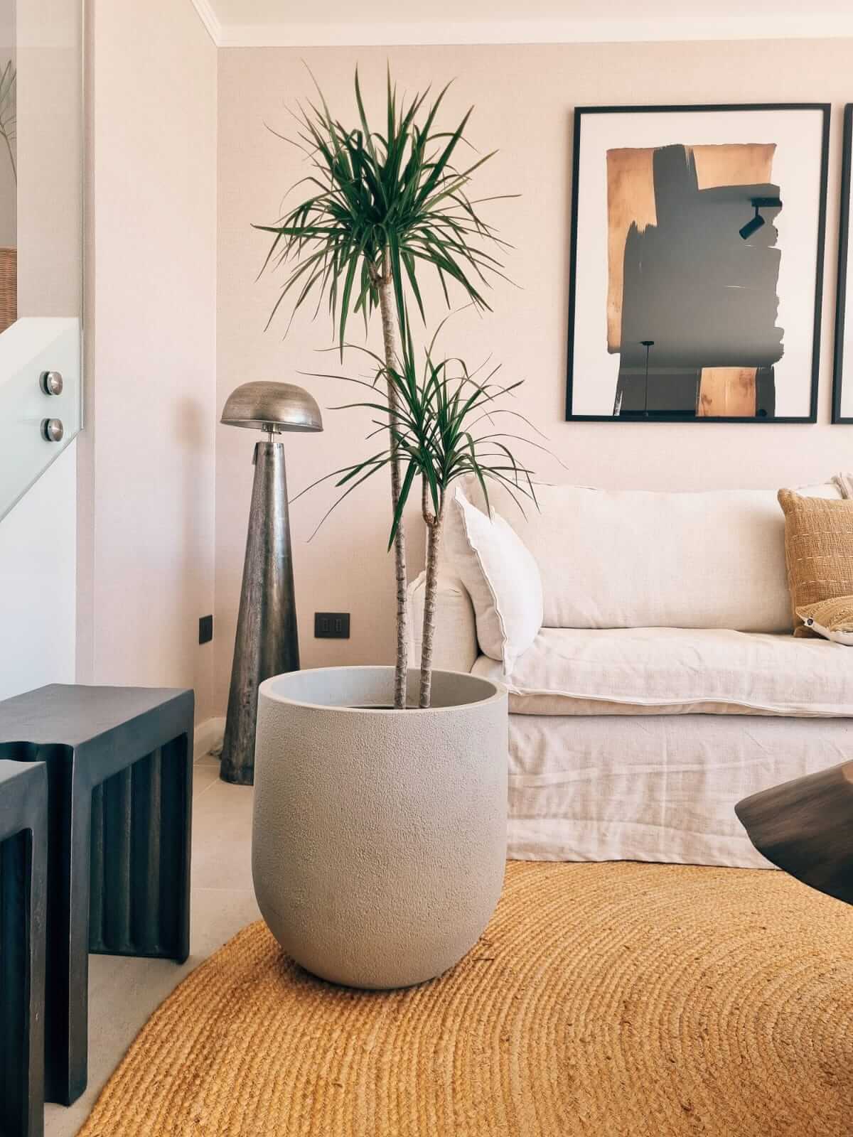 Dracena Marginata Duo XXL + Macetero Bruma - Elige tu color