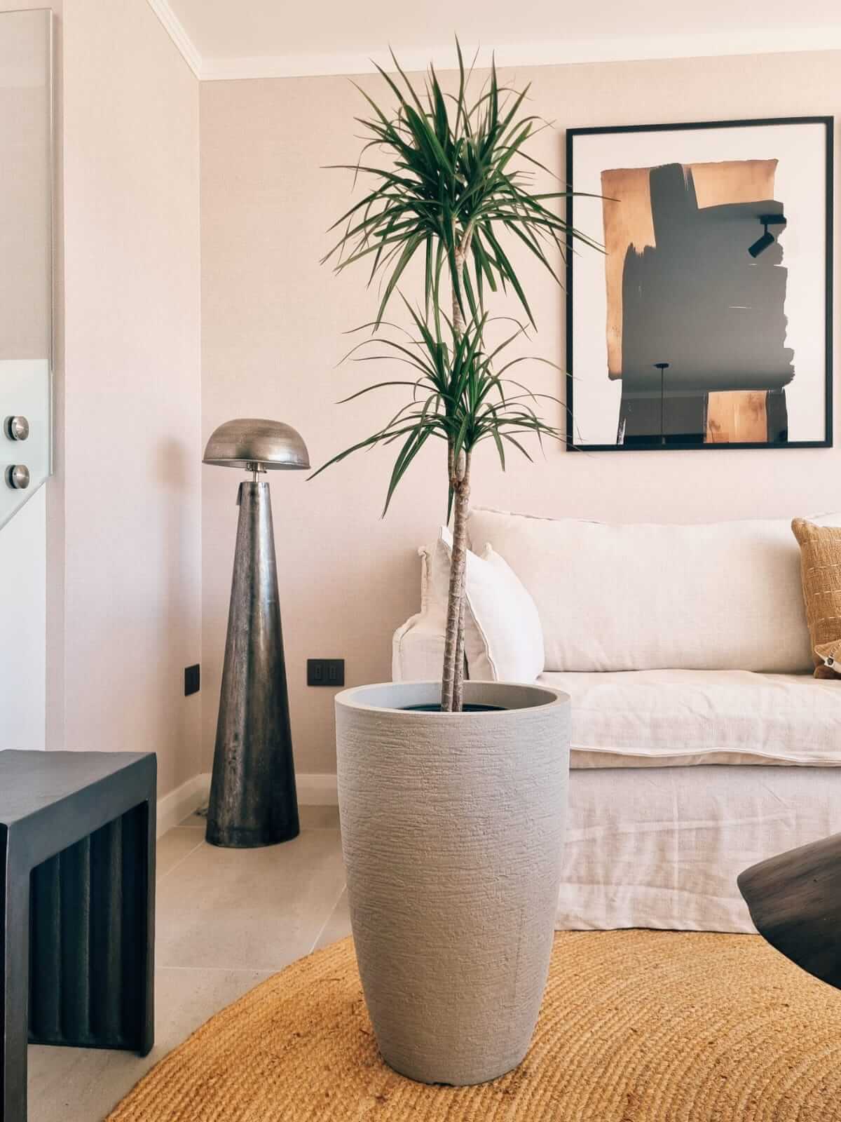 Dracena Marginata Duo XXL