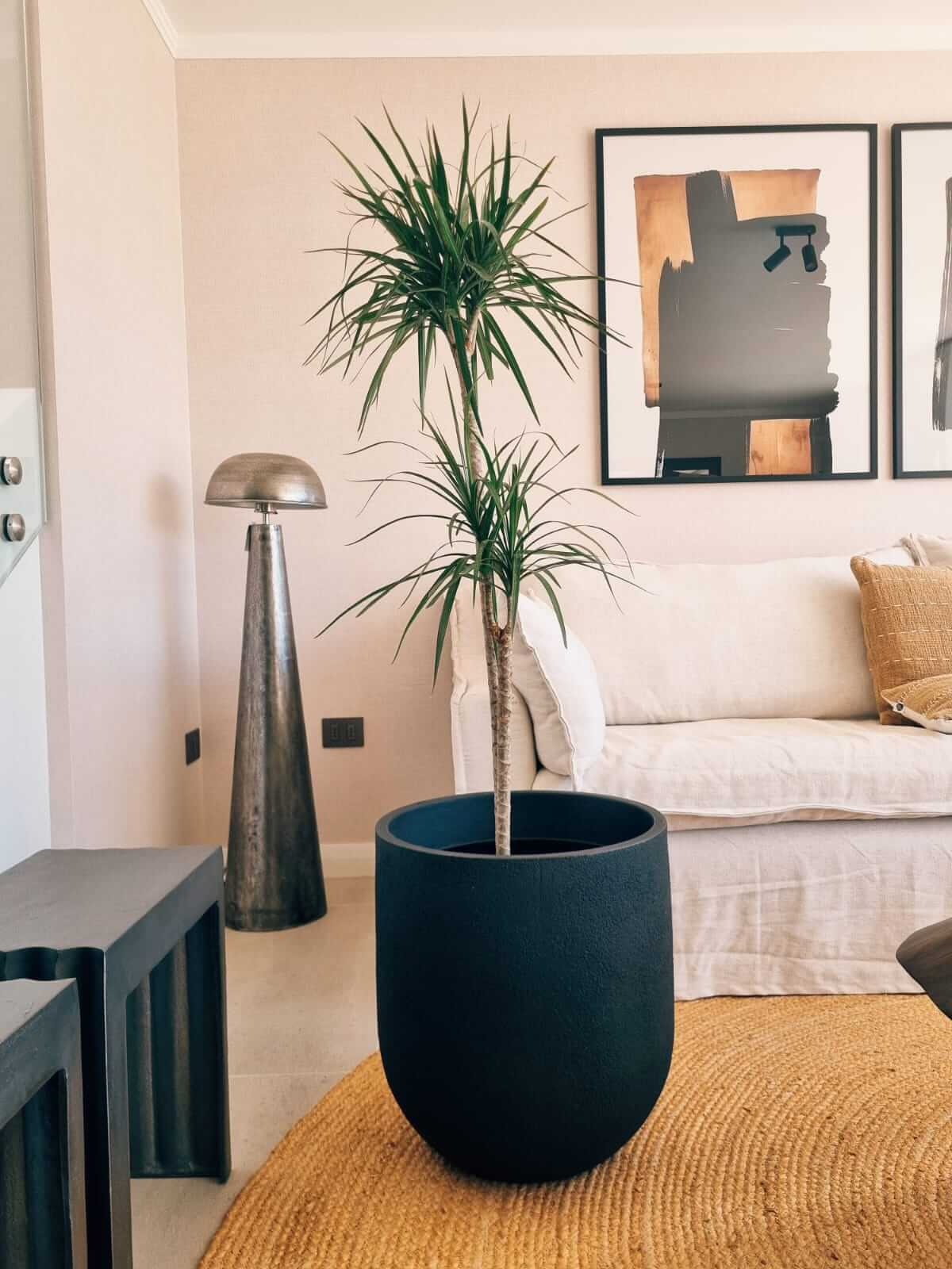 Dracena Marginata Duo XXL + Macetero Bruma - Elige tu color