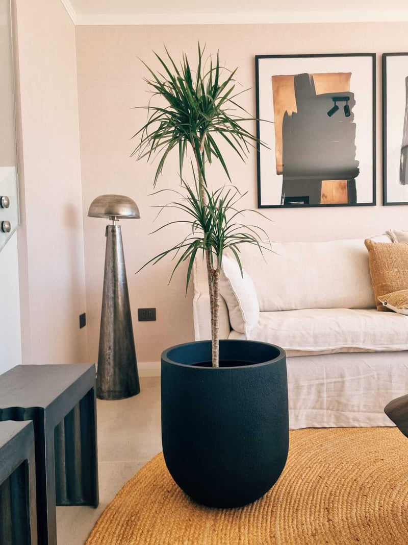 Dracena Marginata Duo XXL + Macetero Bruma - Elige tu color