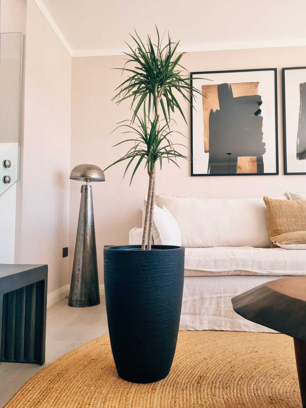 Dracena Marginata Duo XXL
