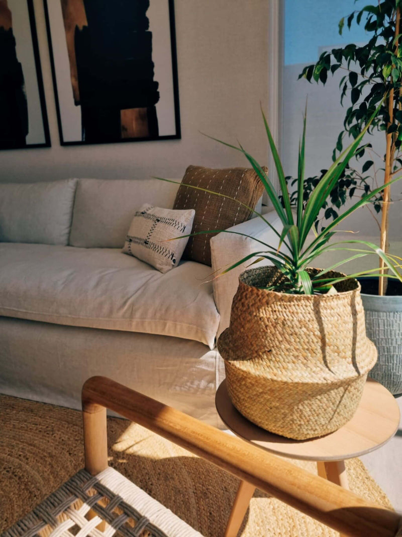 Dracena Marginata