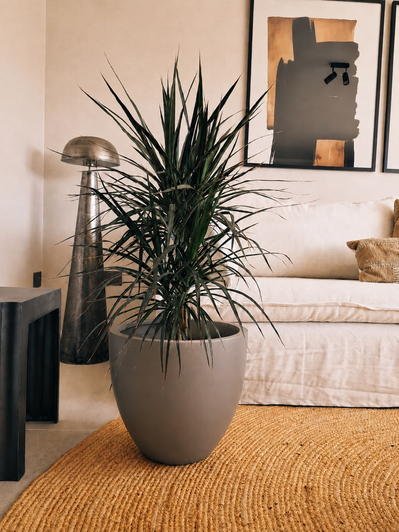 Dracena Marginata XL + Macetero Autorregante Origen - Elige tu color