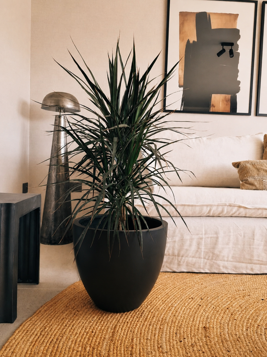 Dracena Marginata XL + Macetero Autorregante Origen - Elige tu color