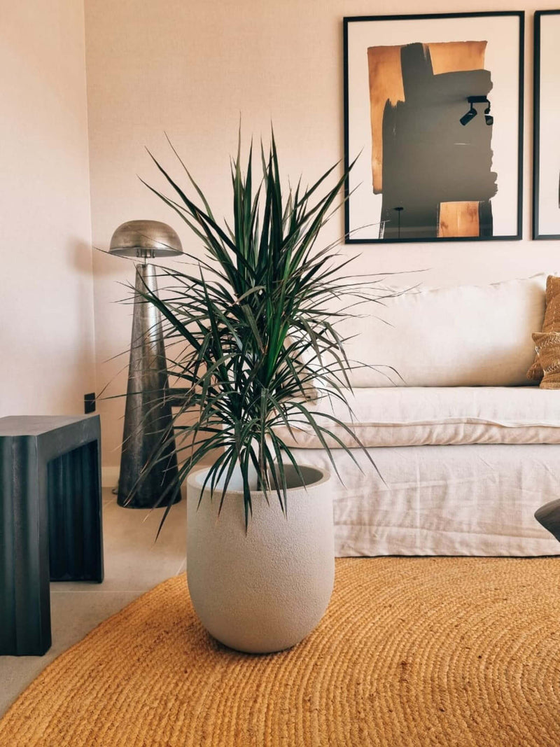 Dracena Marginata XL