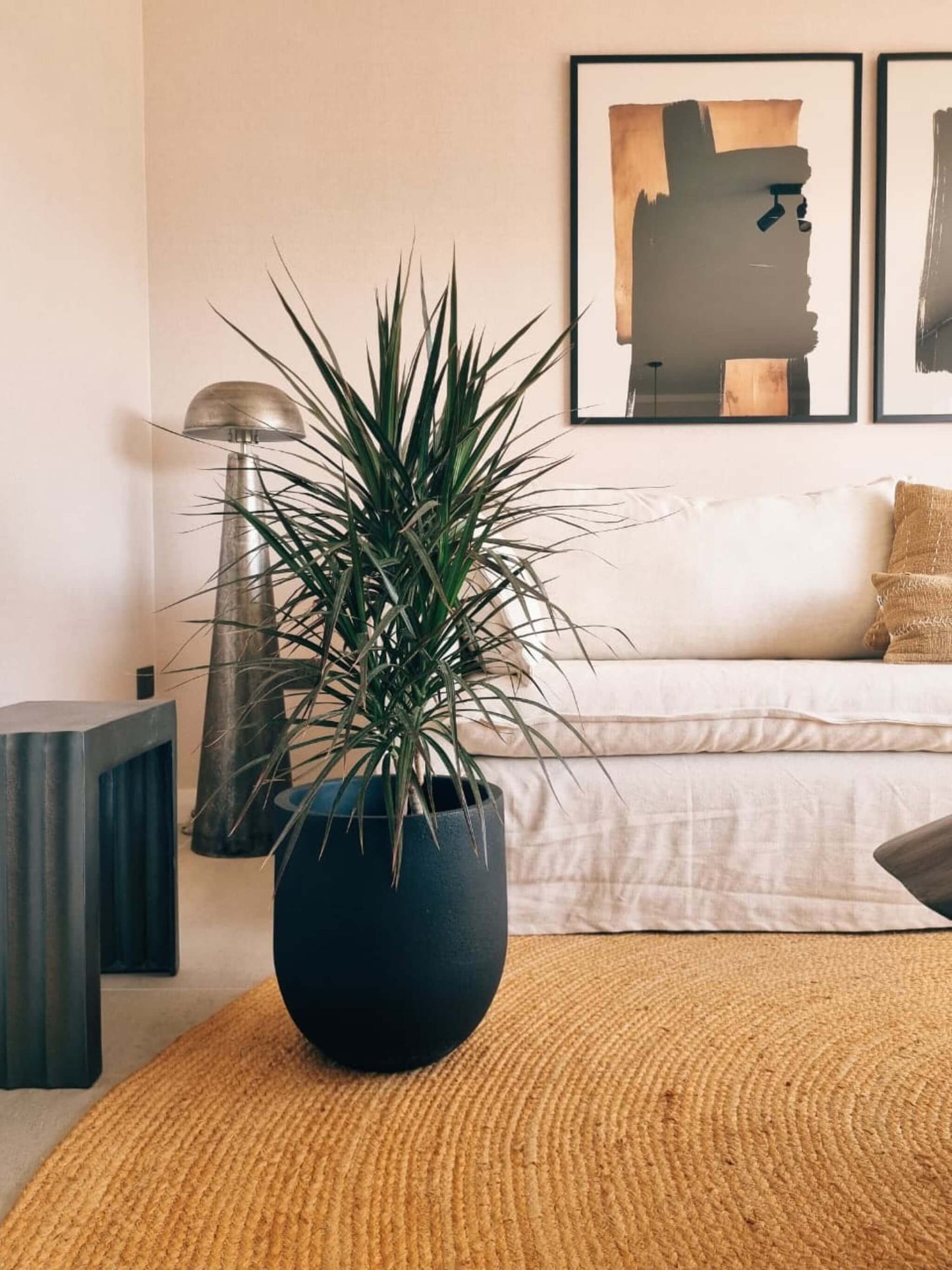 Dracena Marginata XL + Macetero Bruma