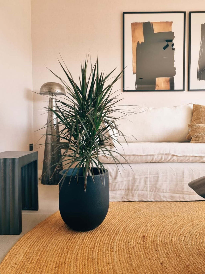 Dracena Marginata XL + Macetero Bruma