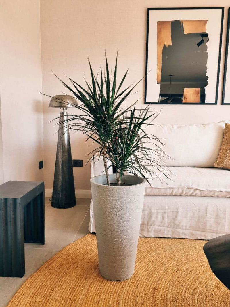 Dracena Marginata XL + Macetero Torre