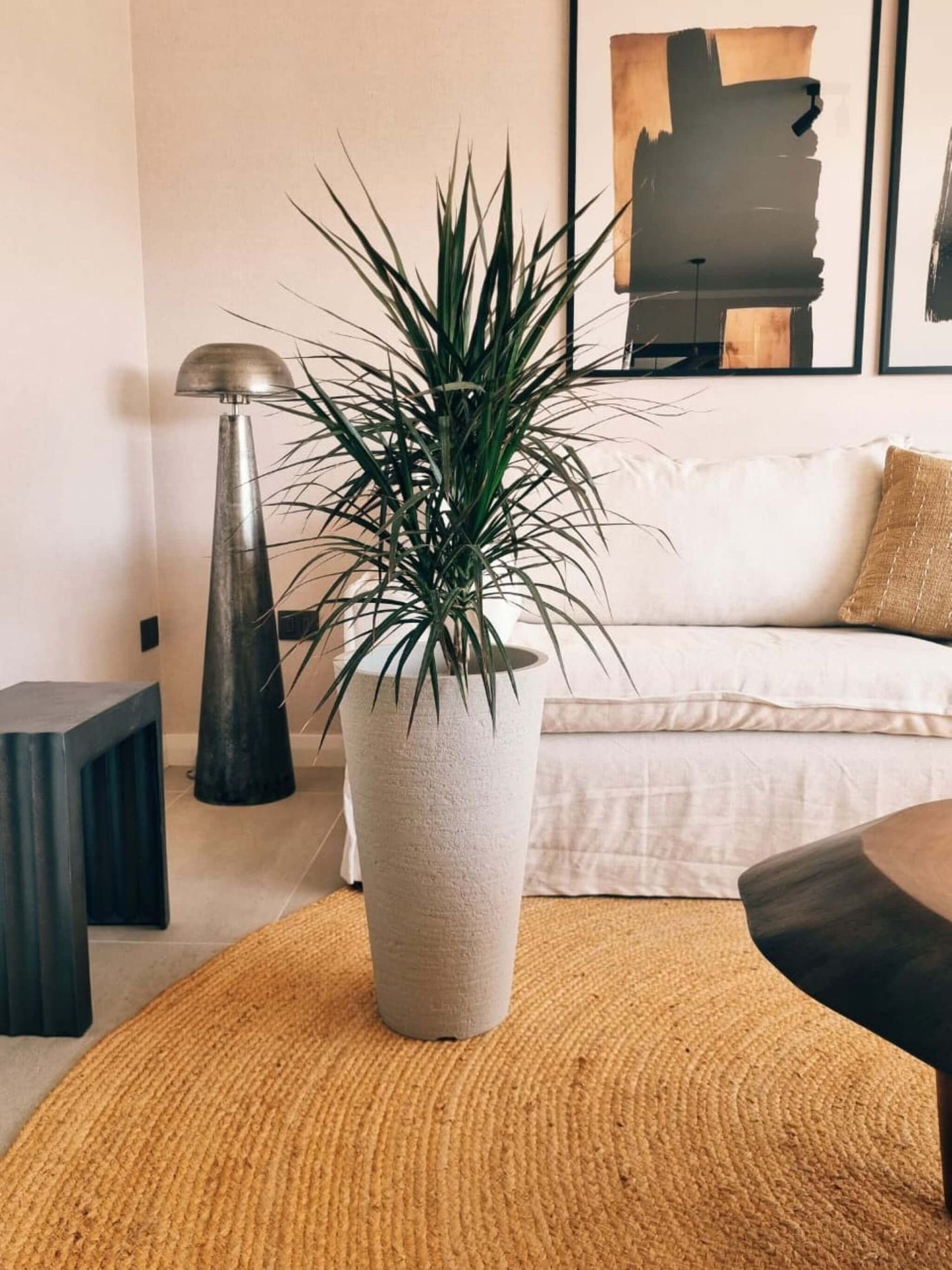 Dracena Marginata XL + Macetero Torre