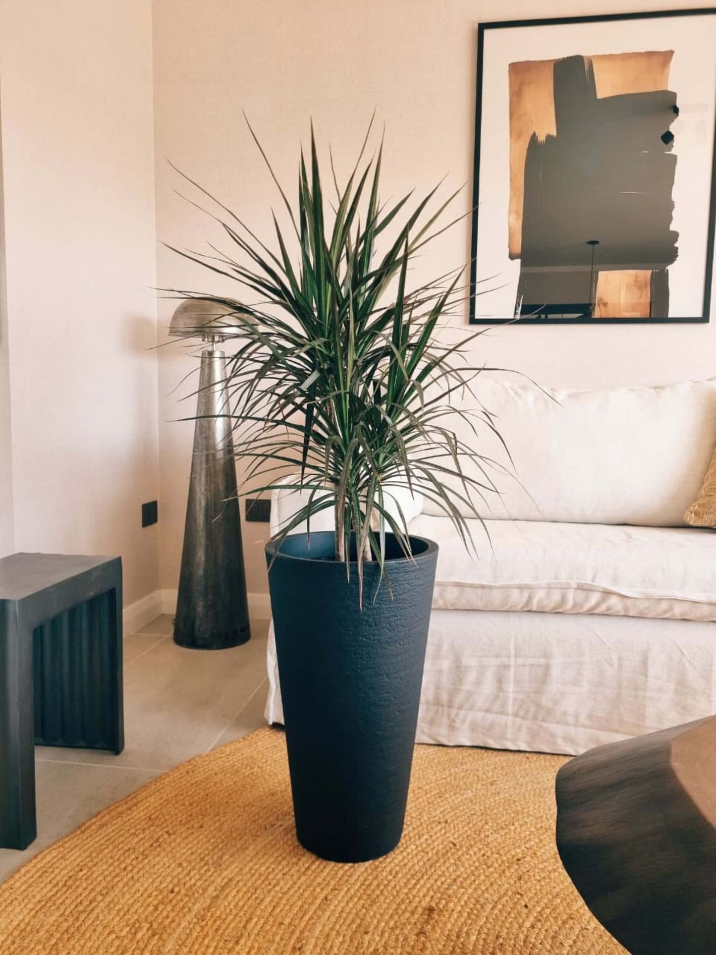Dracena Marginata XL + Macetero Torre