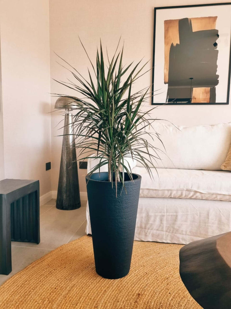 Dracena Marginata XL + Macetero Torre