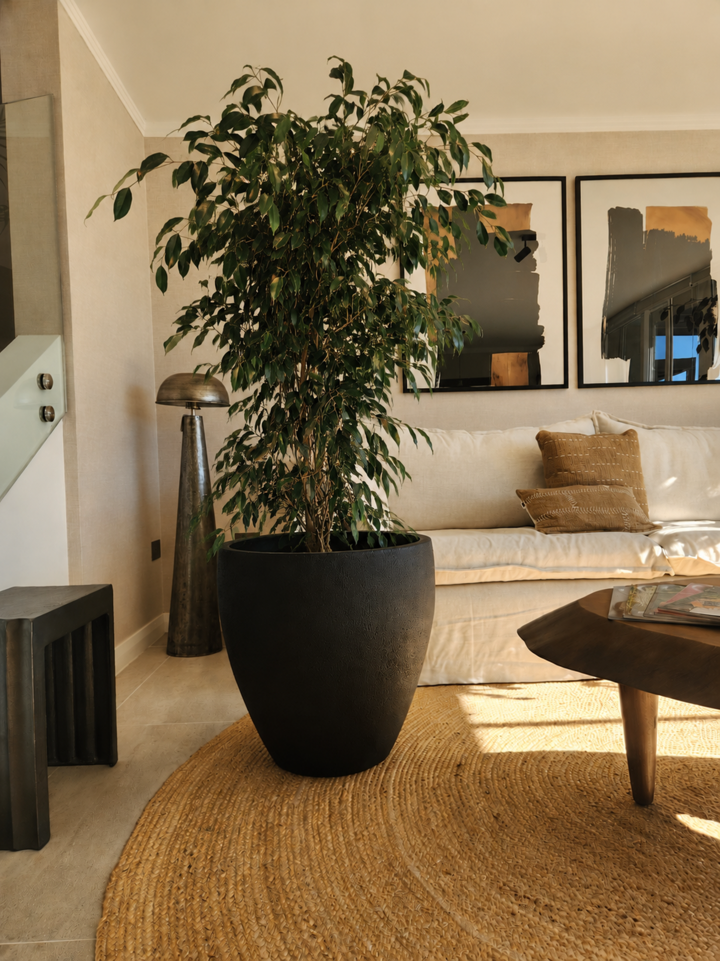 Ficus Benjamina Negro XXL + Macetero Cónico Negro