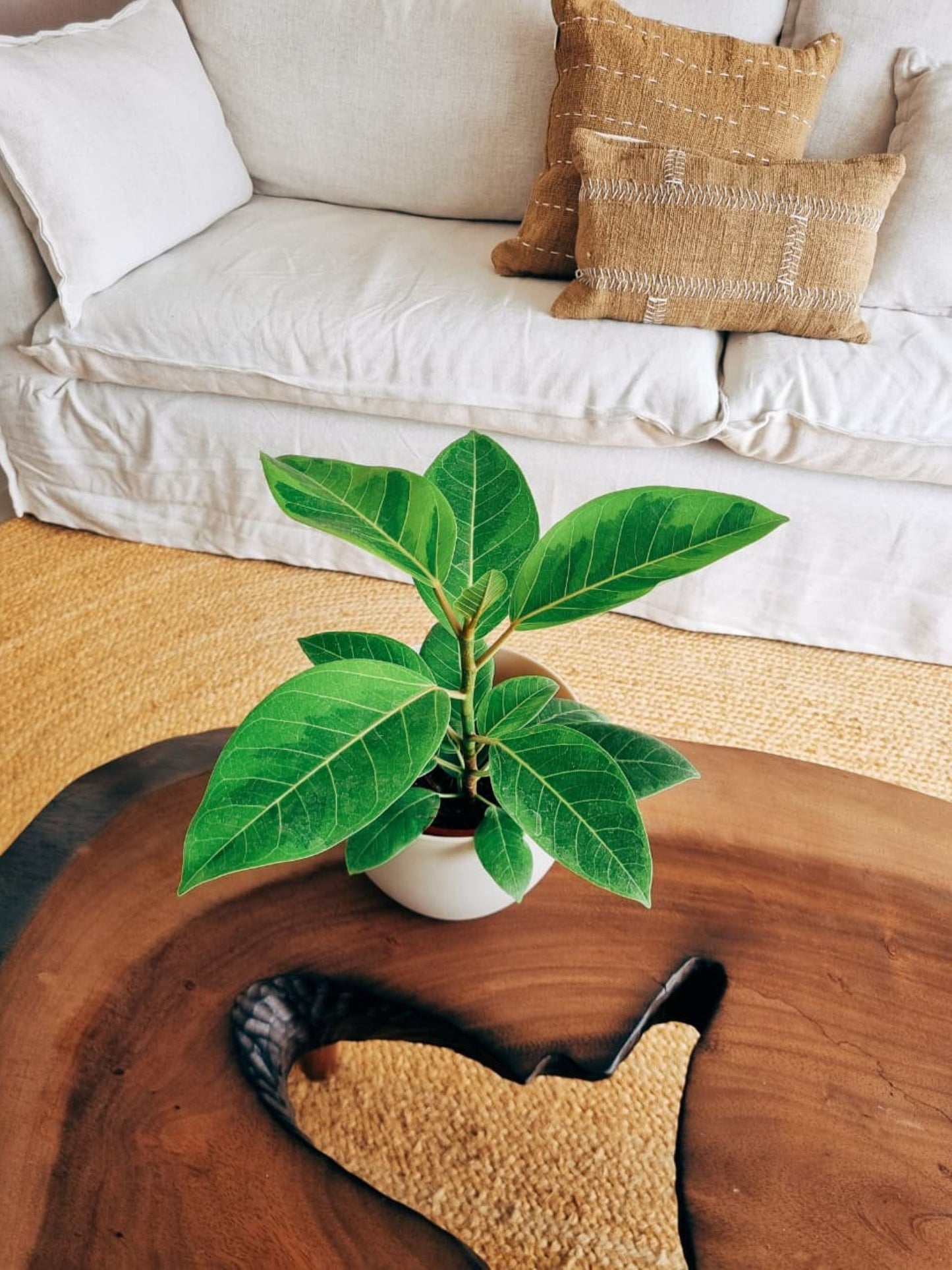 Ficus Altisssima + Macetero Cuenco - Elige tu color