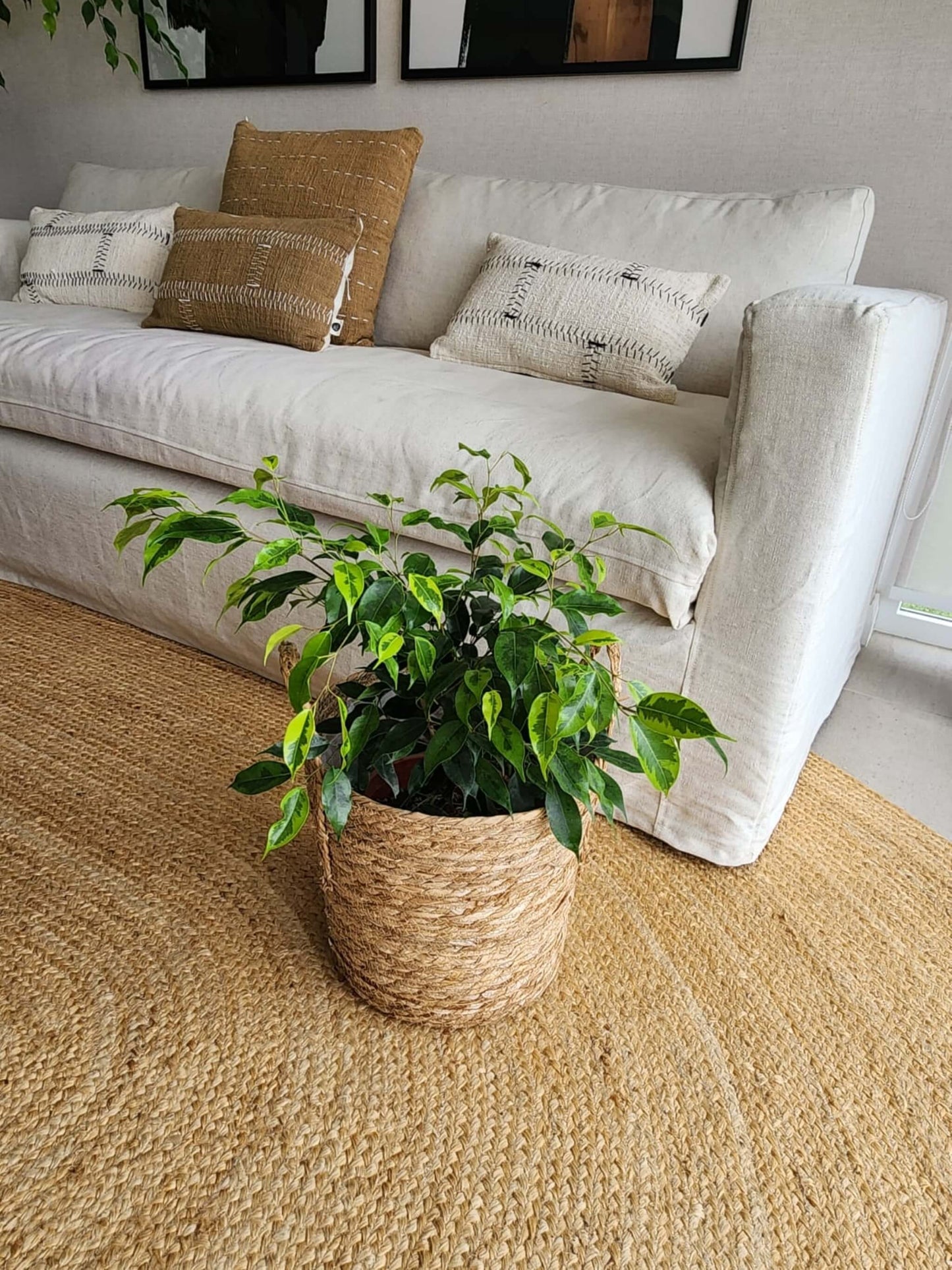 Ficus Benjamina Anastasia