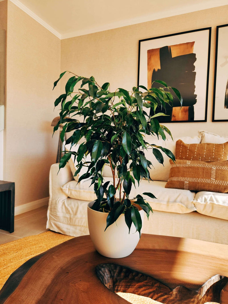 Ficus Benjamina Negro + Macetero Cuenco - Elige tu color