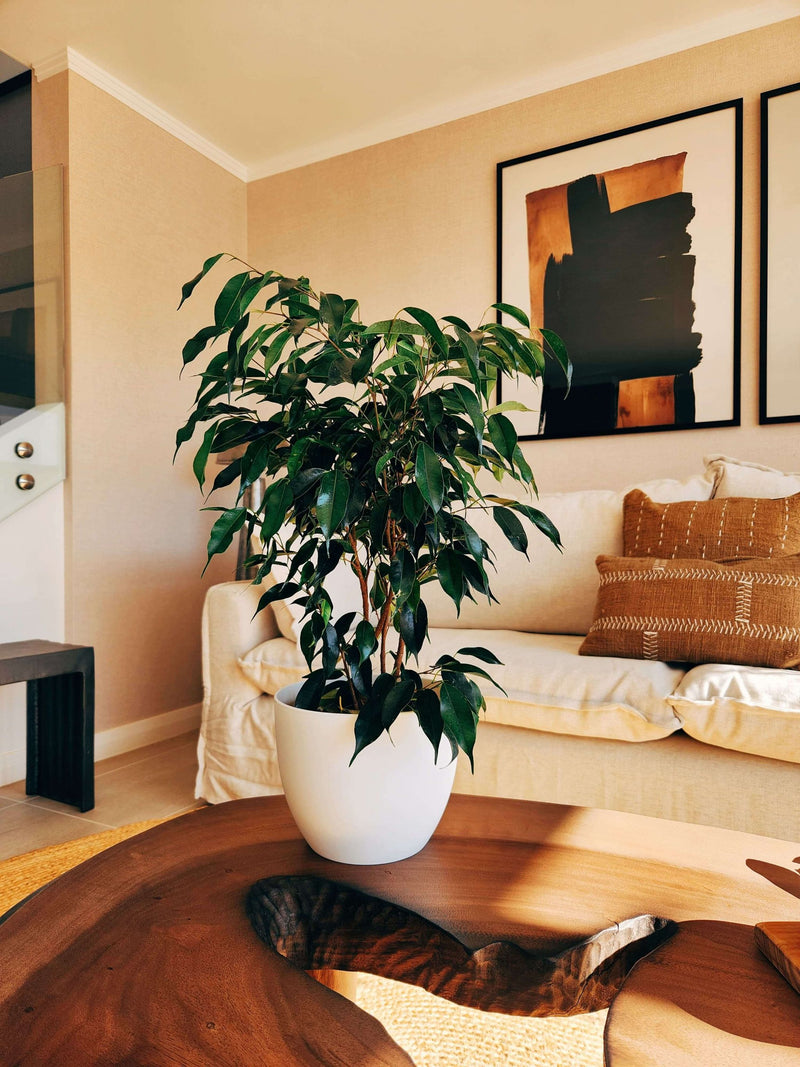 Ficus Benjamina Negro + Macetero Cuenco - Elige tu color