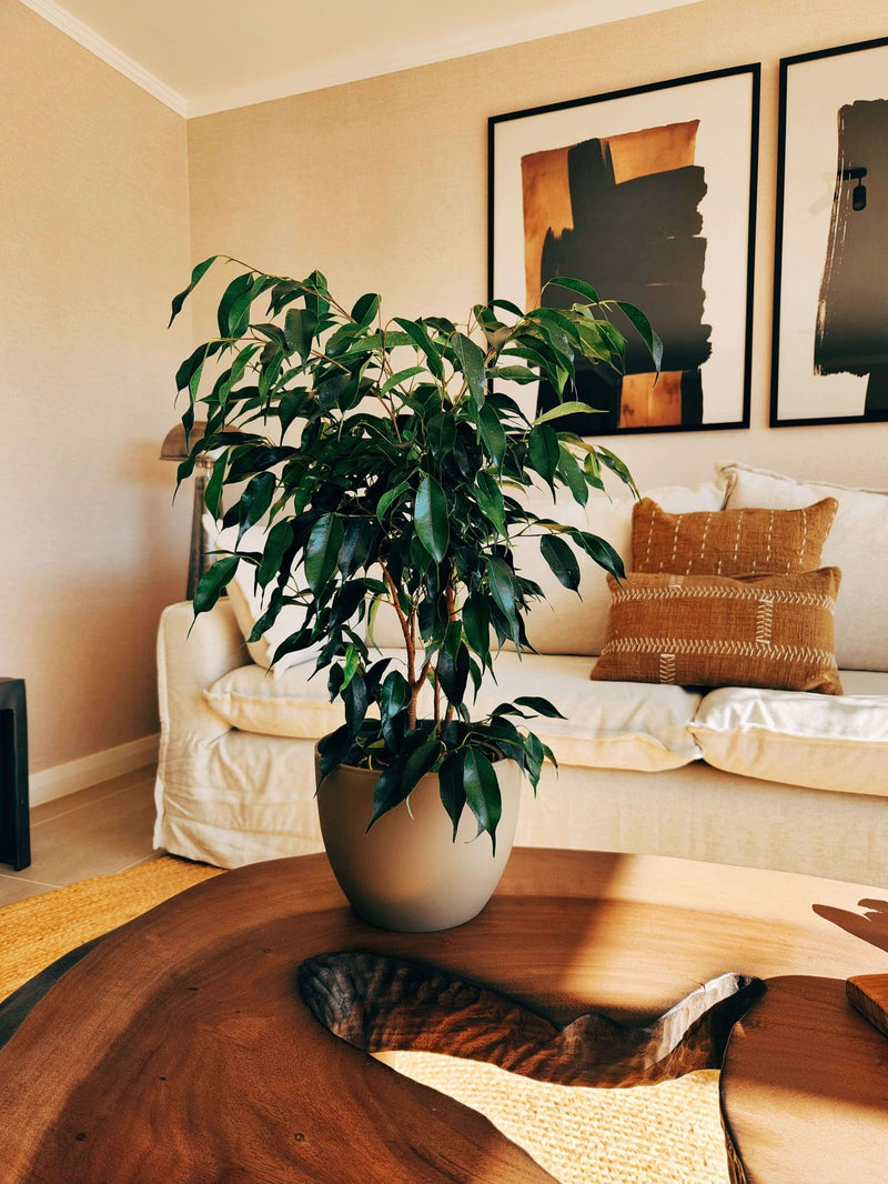 Ficus Benjamina Negro + Macetero Cuenco - Elige tu color