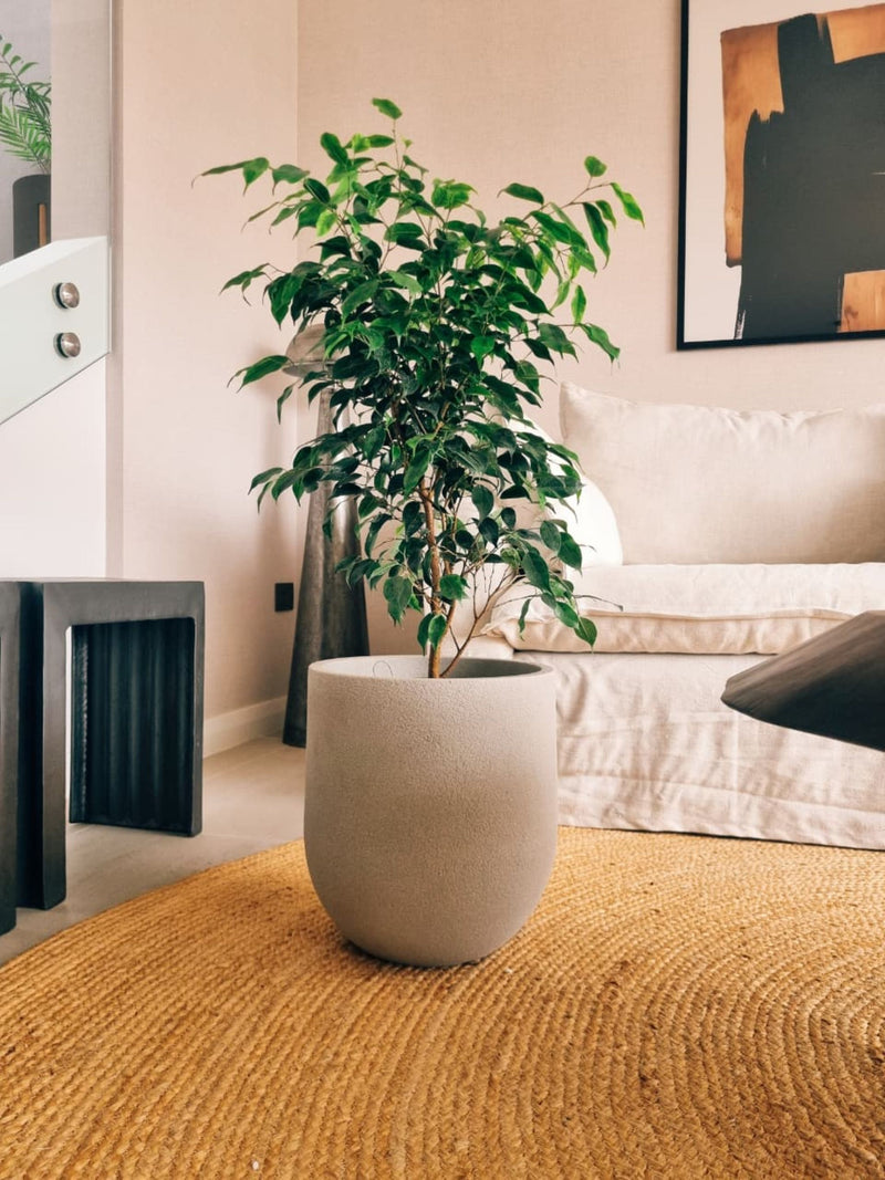 Ficus Benjamina Anastasia XL + Macetero Bruma - Elige tu color