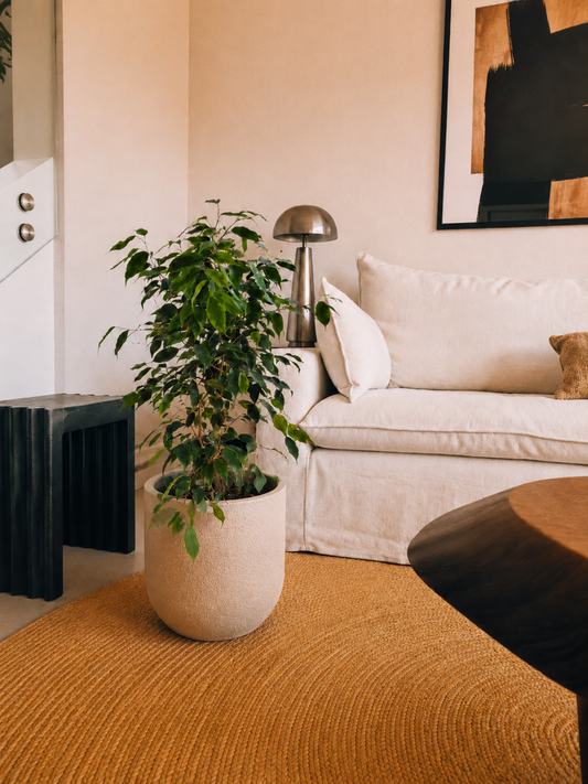 Ficus Benjamina Anastasia XL + Macetero Bruma - Elige tu color