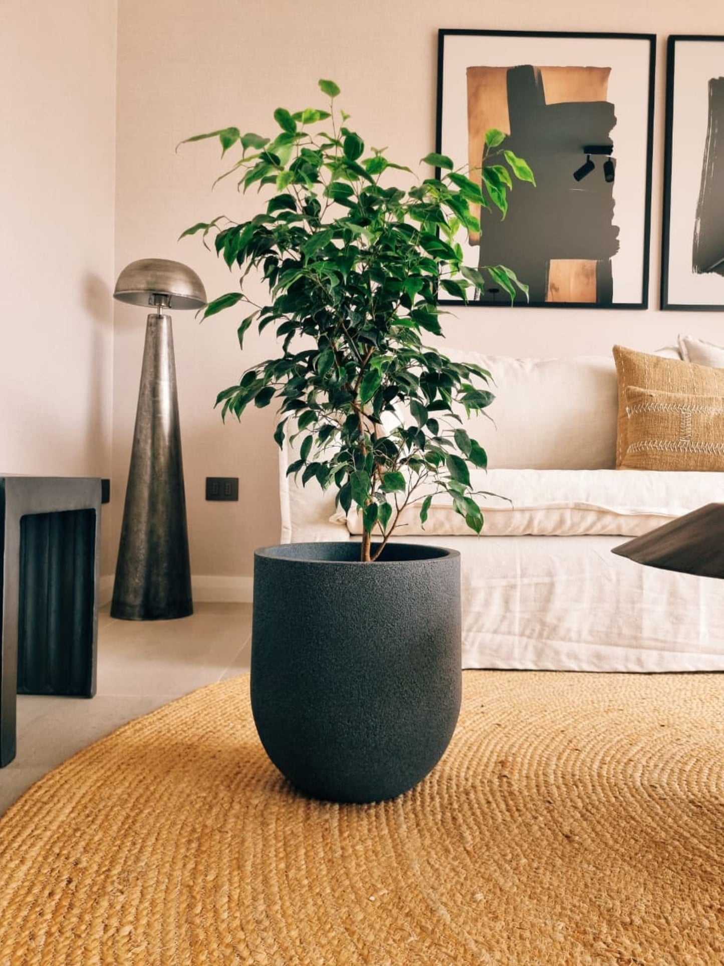 Ficus Benjamina Anastasia XL + Macetero Bruma - Elige tu color