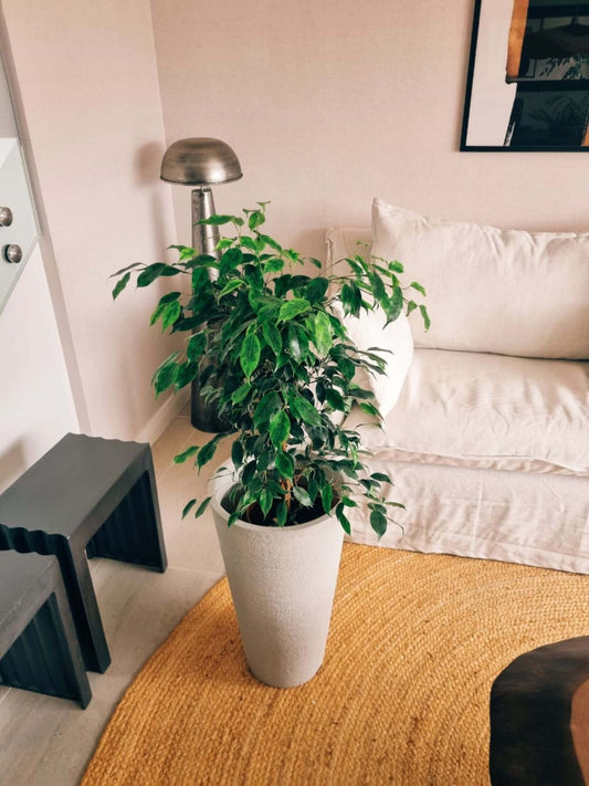 Ficus Benjamina Anastasia XL + Macetero Torre - Elige tu color
