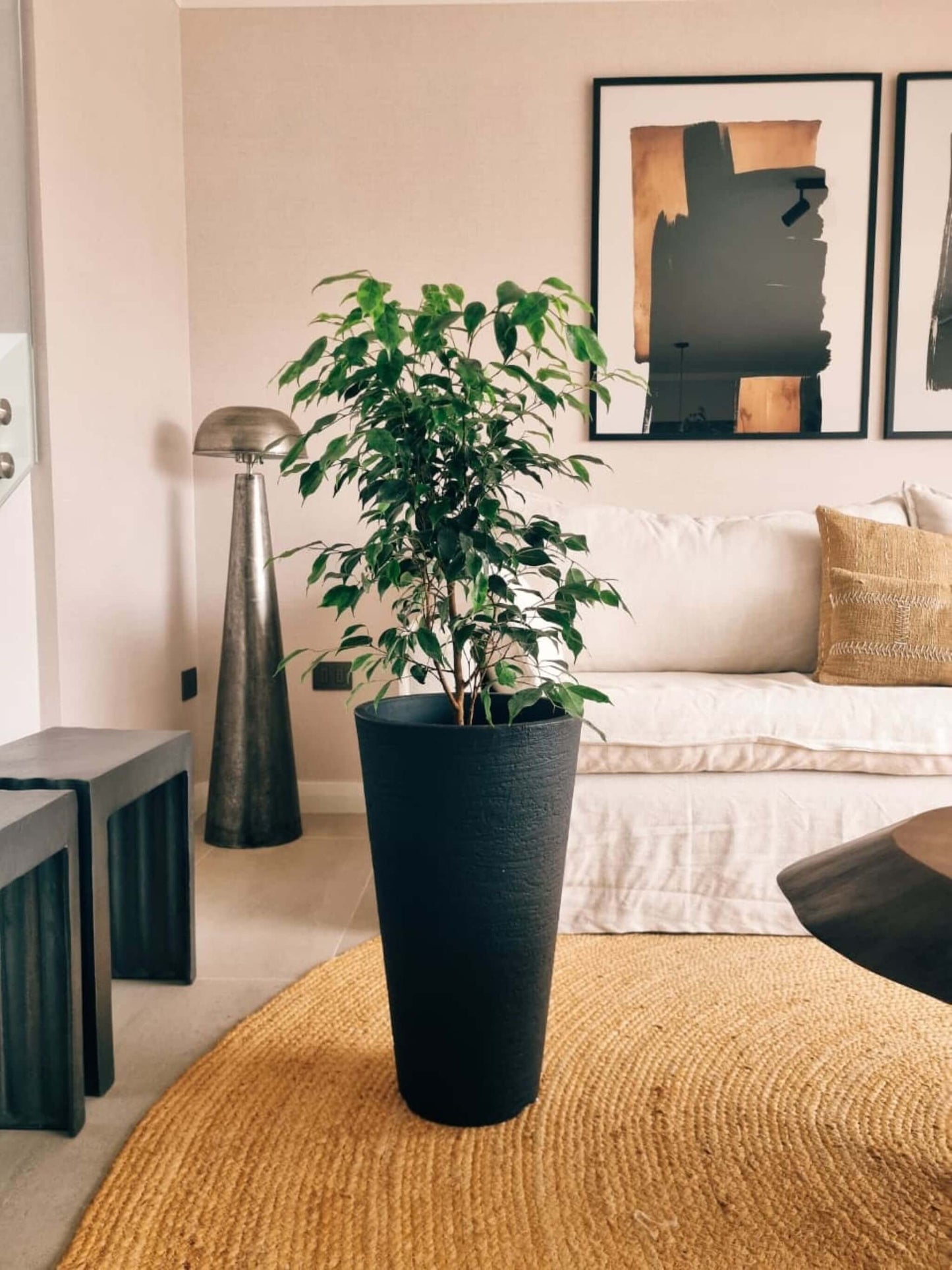 Ficus Benjamina Anastasia XL + Macetero Torre - Elige tu color