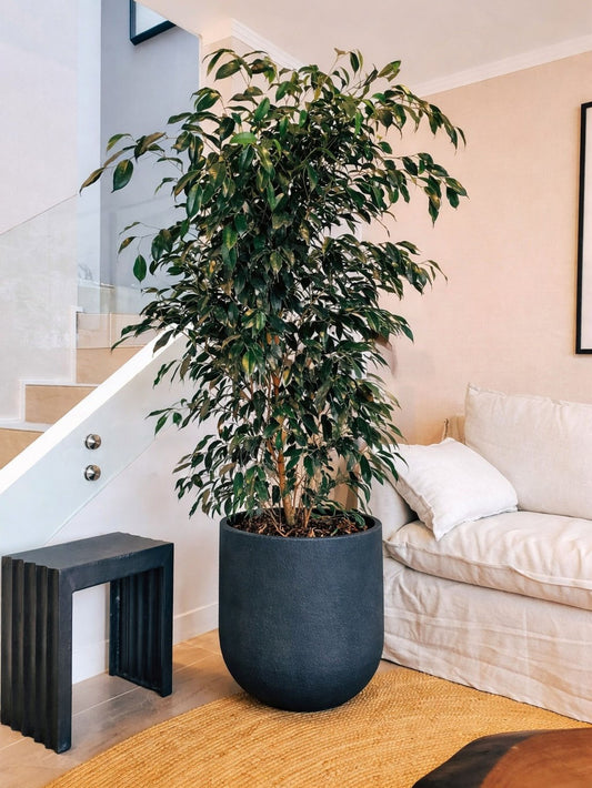 Ficus Benjamina Negro XXL + Macetero Bruma - Elige tu color