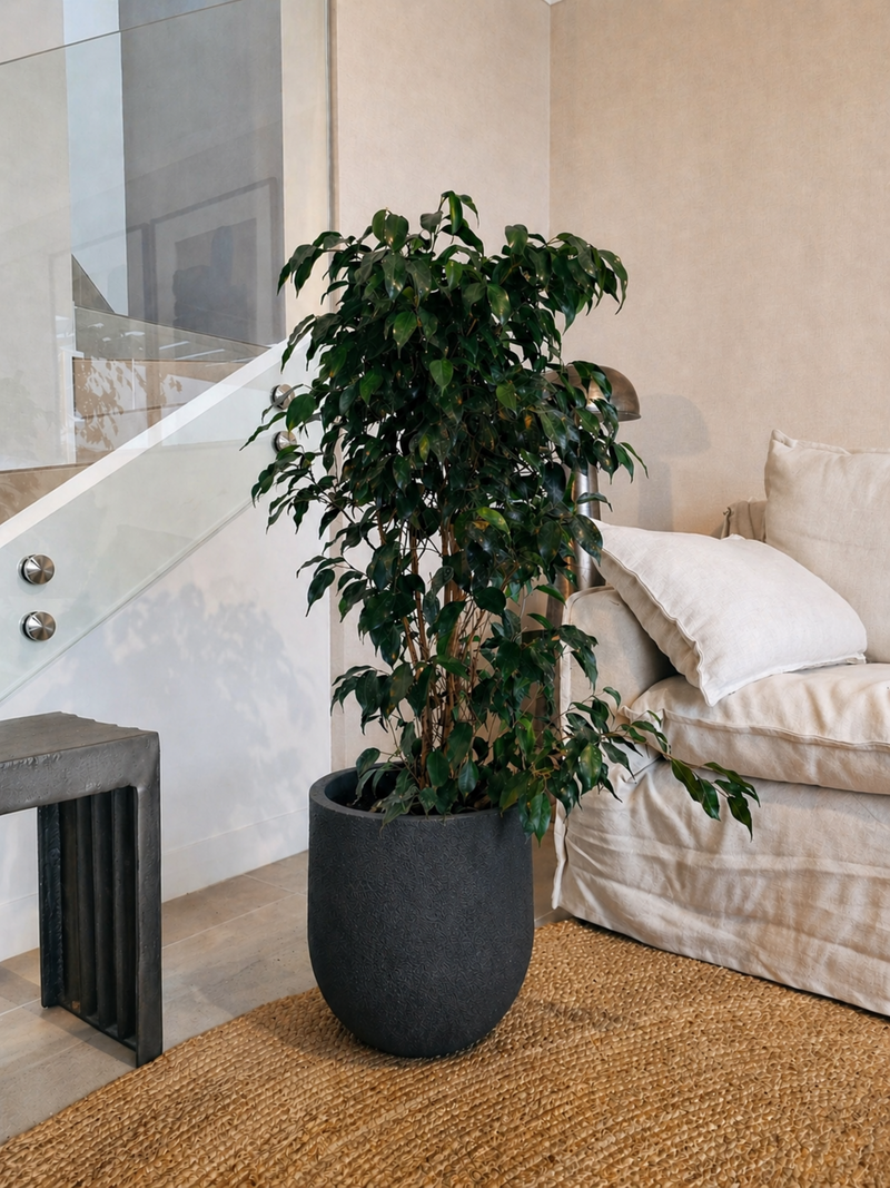 Ficus Benjamina XL + Macetero Bruma - Elige tu color