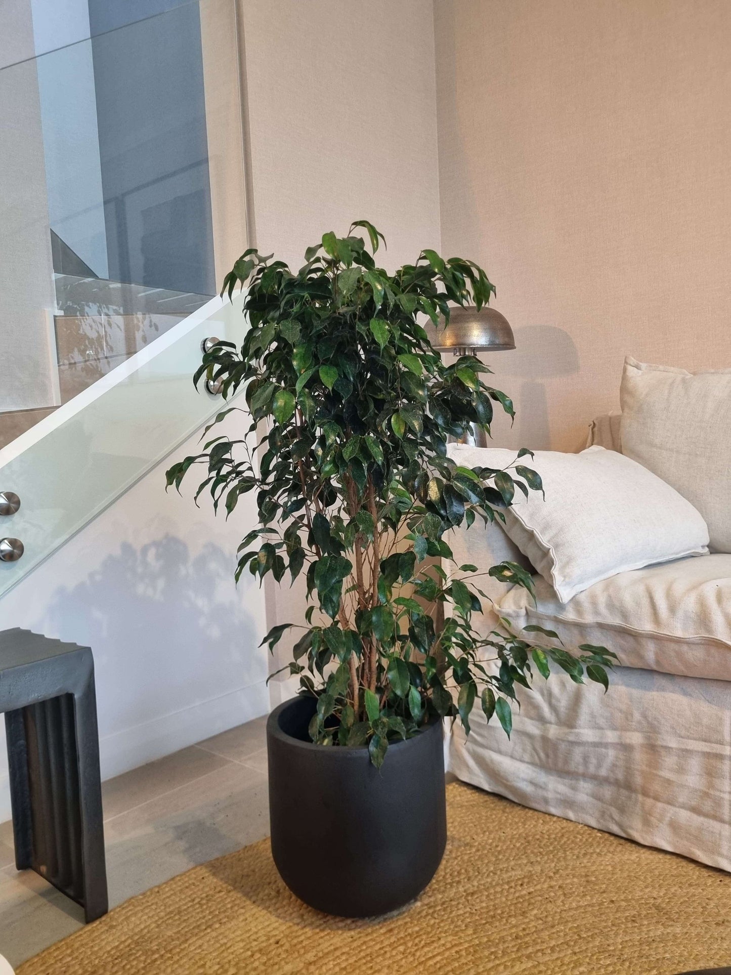 Ficus Benjamina Negro XL