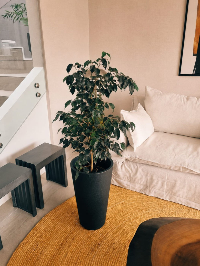 Ficus Benjamina XL + Macetero Torre - Elige tu color