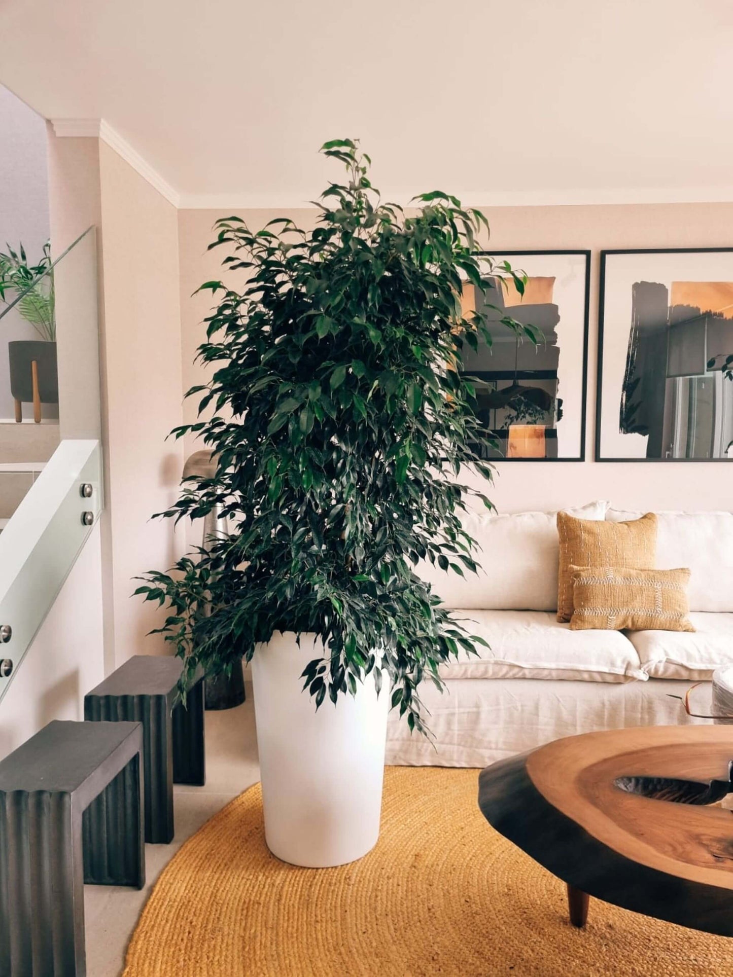 Ficus Benjamina Negro XXL + Macetero Autorregante Alto- Elige tu color