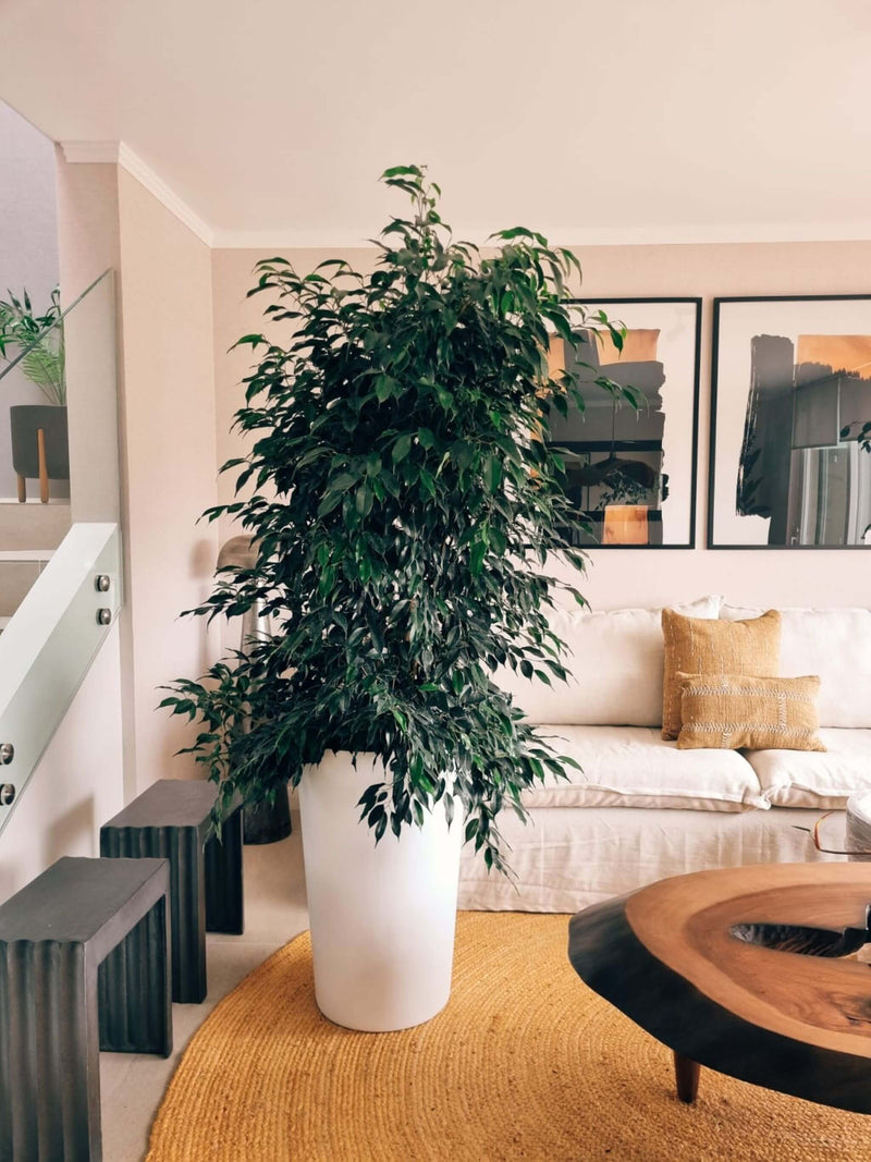 Ficus Benjamina Negro XXL + Macetero Autorregante Alto- Elige tu color