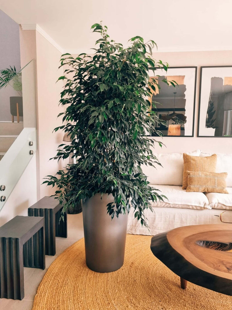 Ficus Benjamina Negro XXL + Macetero Autorregante Alto- Elige tu color