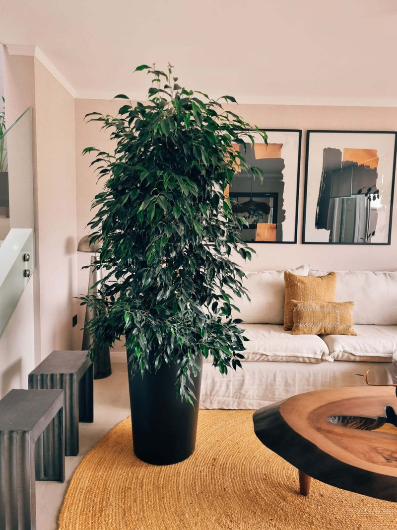 Ficus Benjamina Negro XXL + Macetero Autorregante Alto- Elige tu color