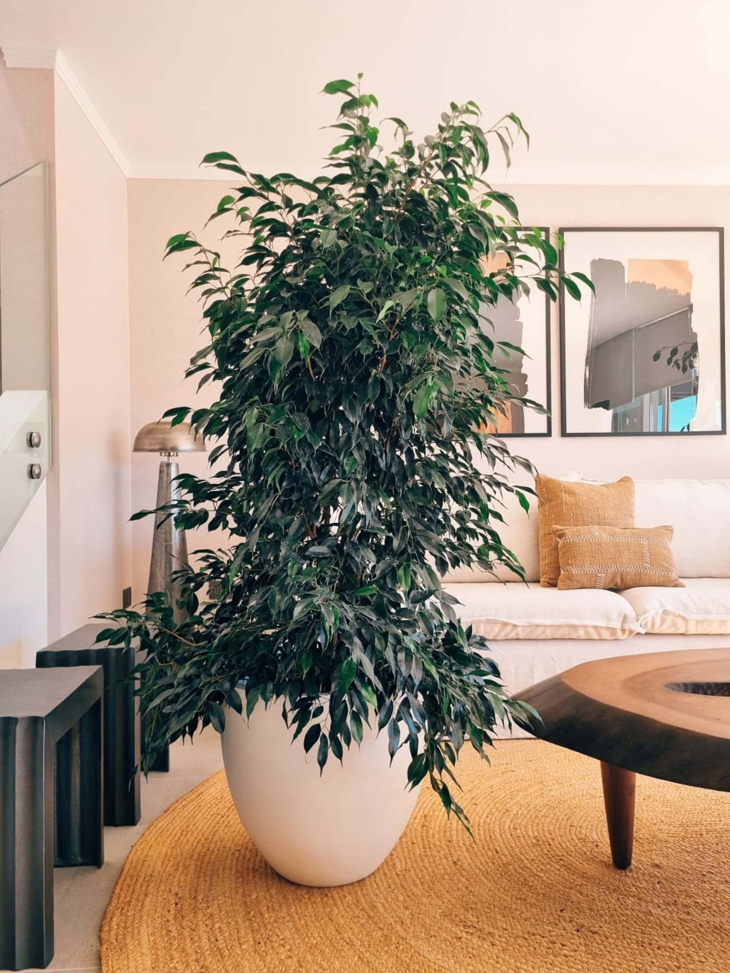 Ficus Benjamina Negro XXL + Macetero Autorregante Origen - Elige tu color