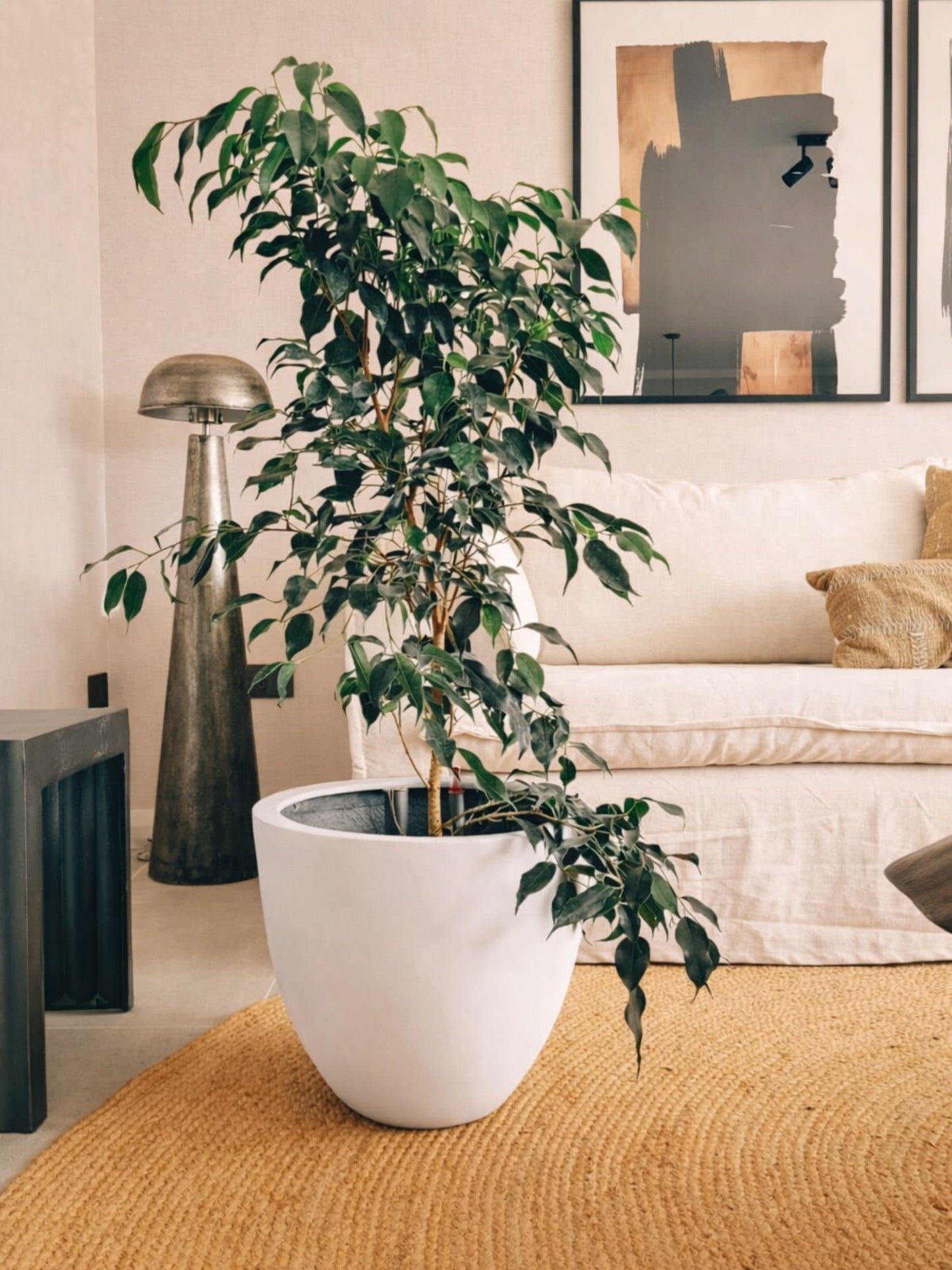 Ficus Benjamina Negro XL + Macetero Autorregante Origen - Elige tu color