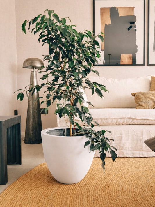 Ficus Benjamina Negro XL + Macetero Autorregante Origen - Elige tu color
