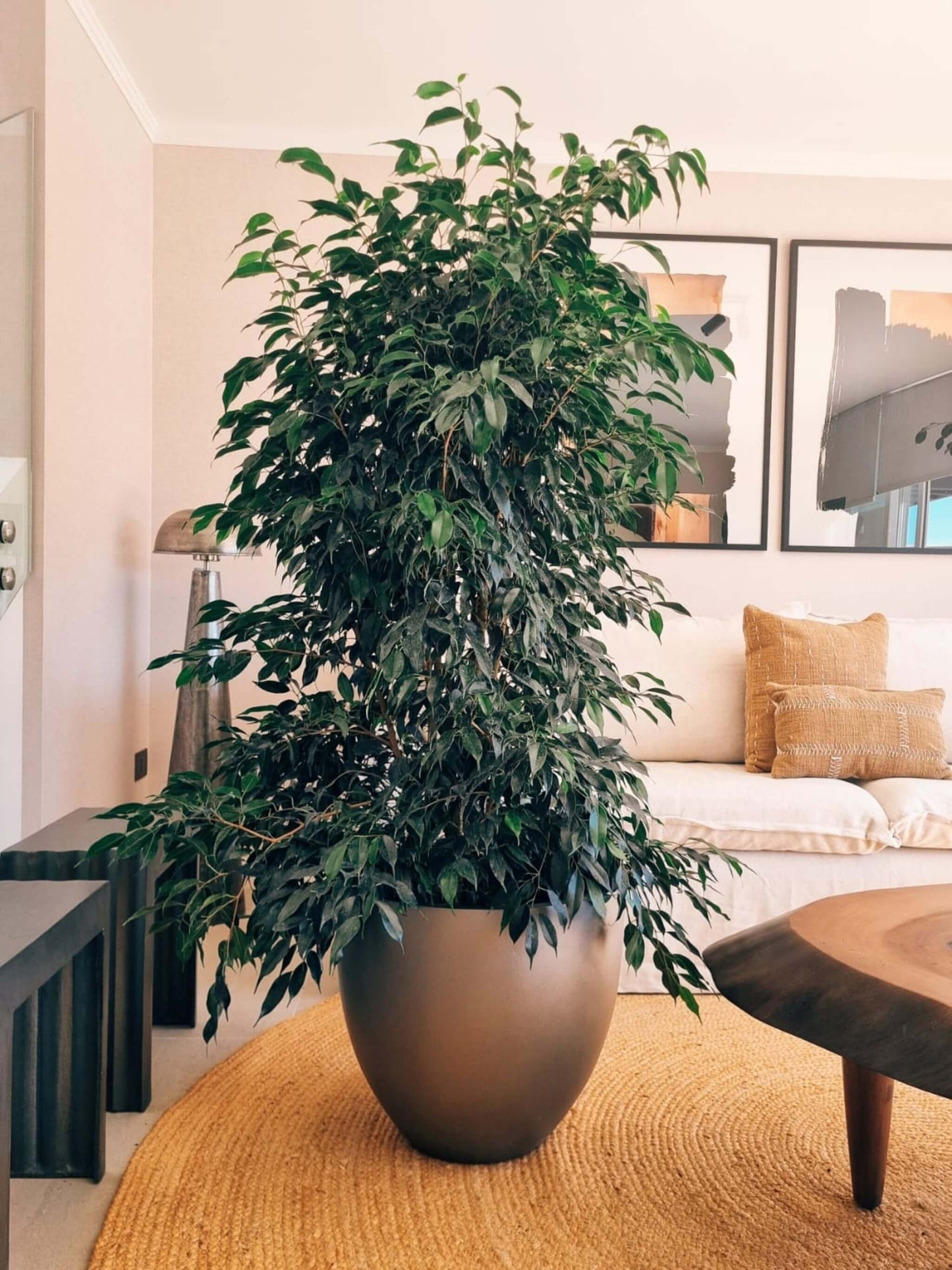 Ficus Benjamina Negro XXL + Macetero Autorregante Origen - Elige tu color