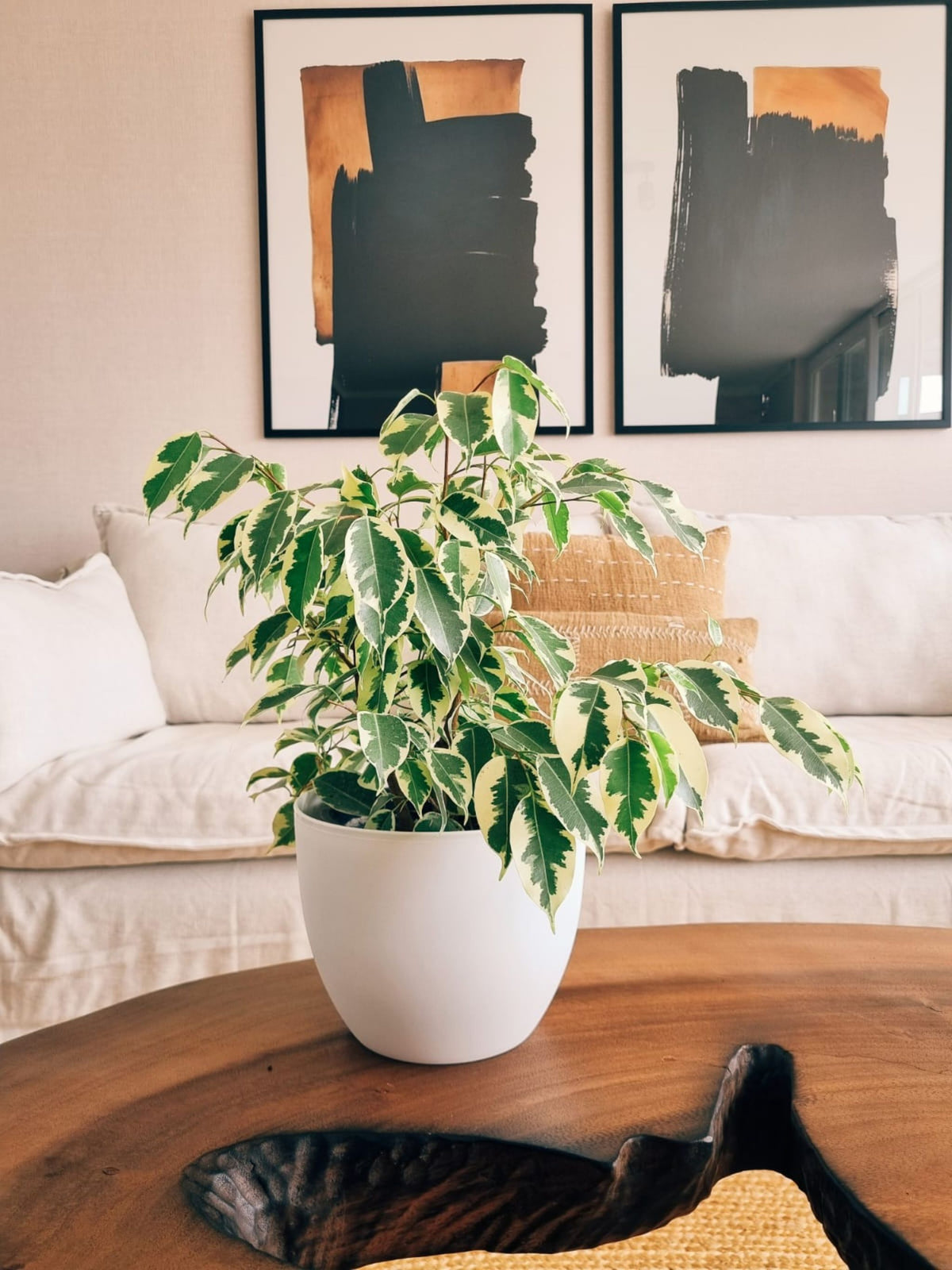 Ficus Benjamina Blanco + Macetero Cuenco - Elige tu color
