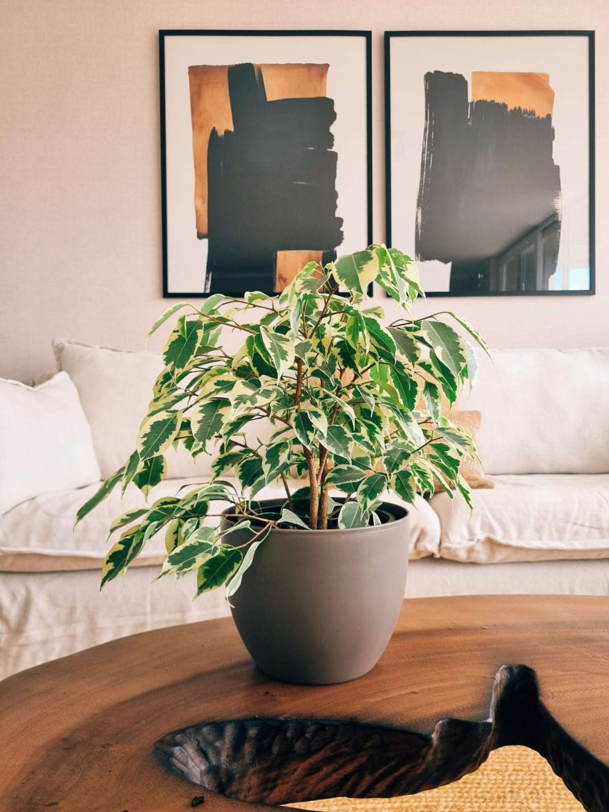 Ficus Benjamina Blanco + Macetero Cuenco - Elige tu color