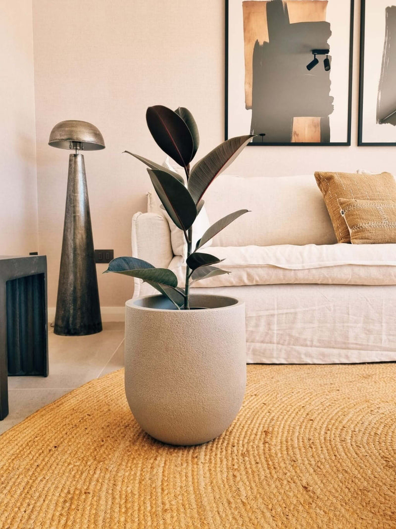 Ficus Burgundy XL + Macetero Bruma - Elige tu color