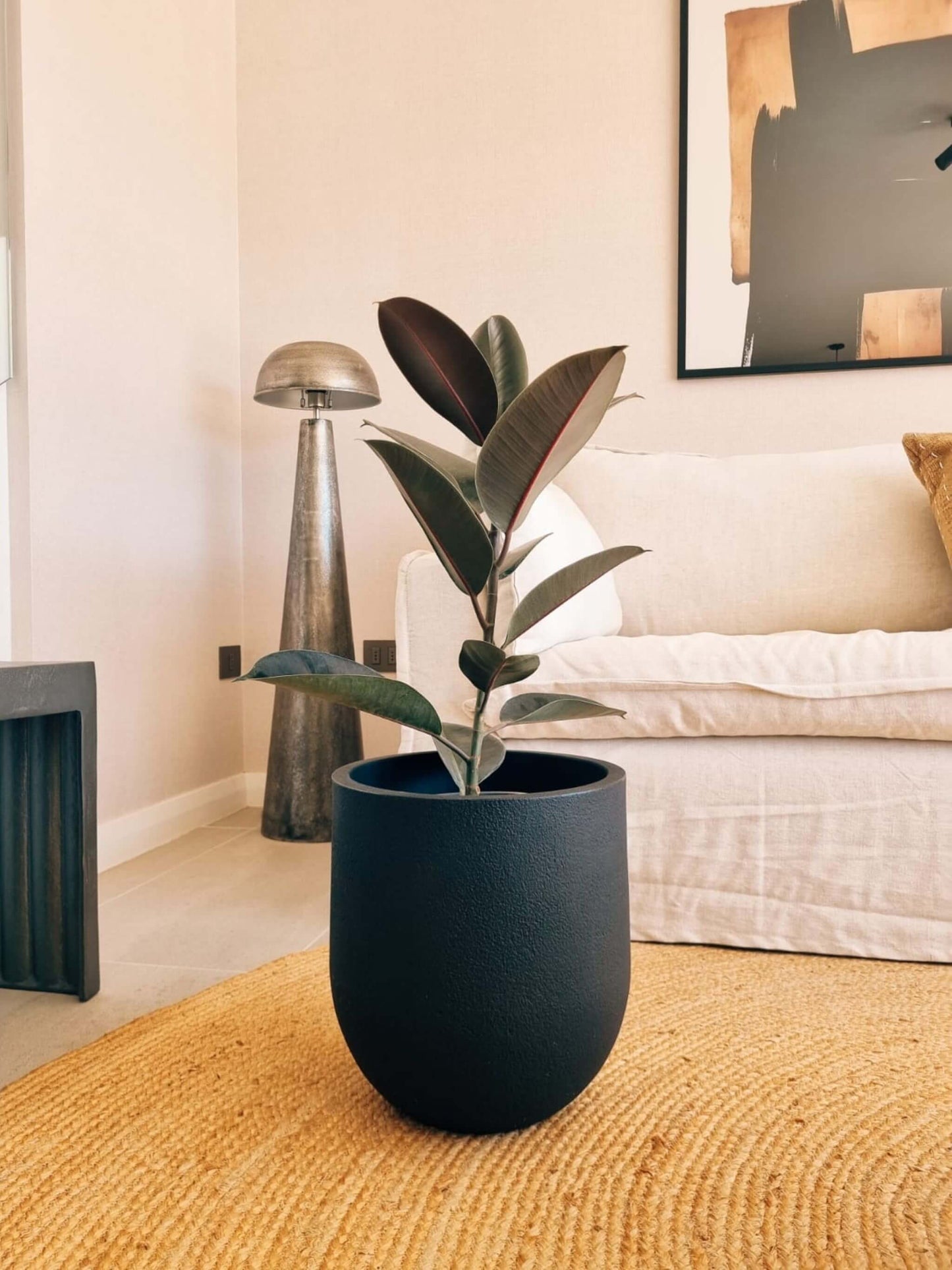 Ficus Burgundy XL + Macetero Bruma - Elige tu color