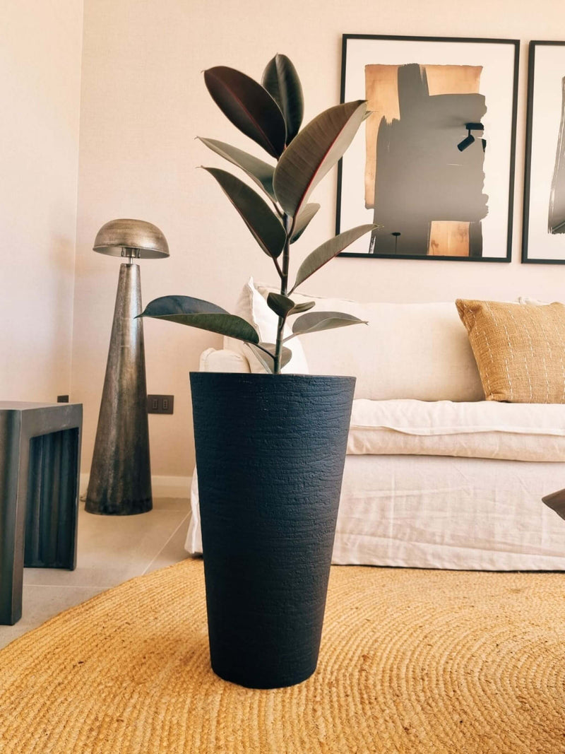 Ficus Burgundy XL + Macetero Torre - Elige tu color
