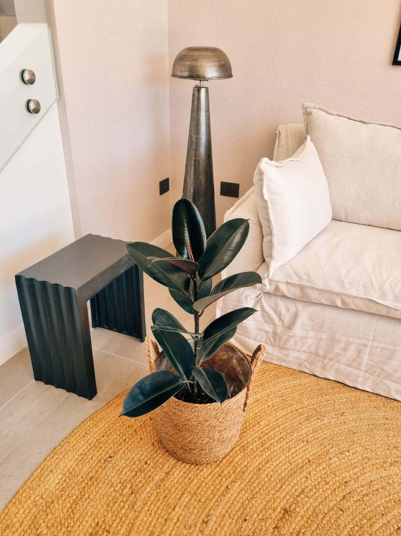 Ficus Burgundy XL + Canasto Rustic - Elige tu color