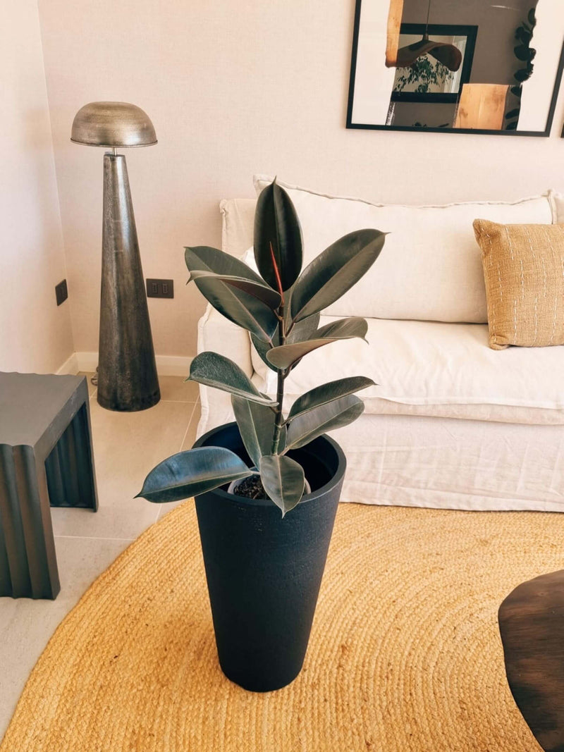 Ficus Burgundy XL + Macetero Torre - Elige tu color