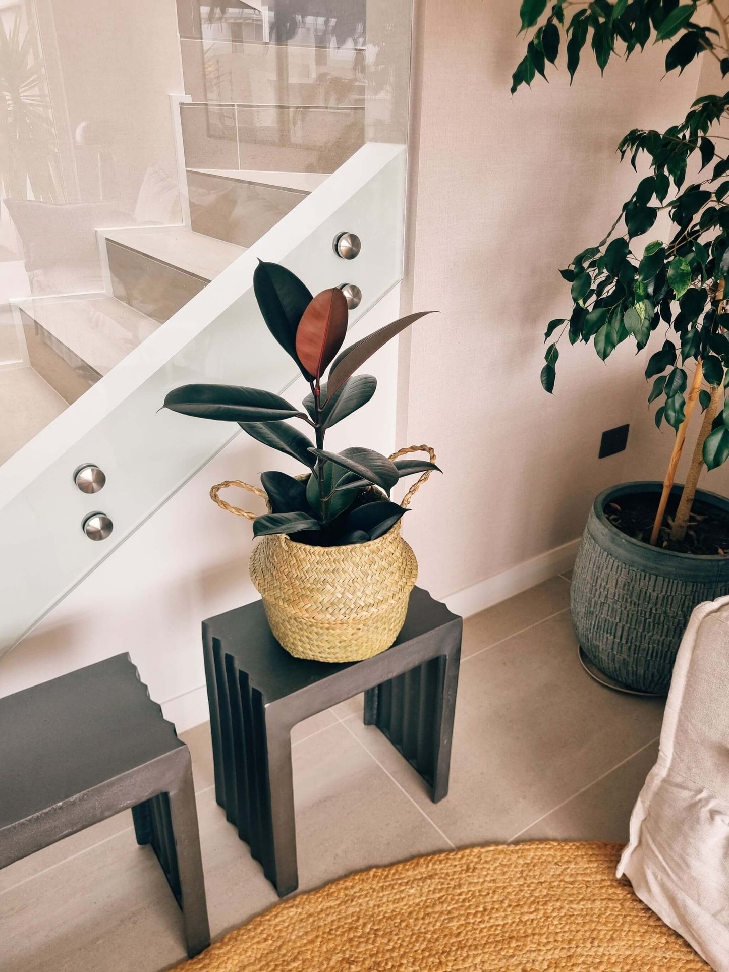 Ficus Burgundy