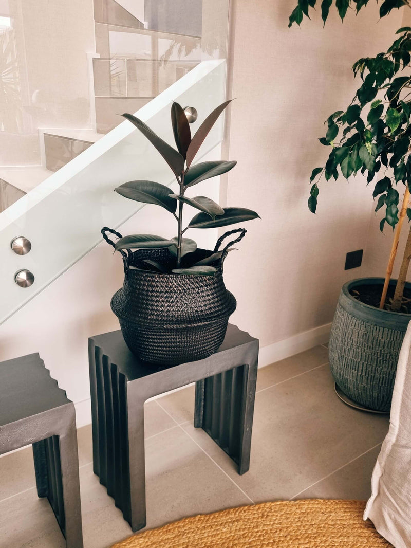 Ficus Burgundy + Canasto - Elige el que más te guste
