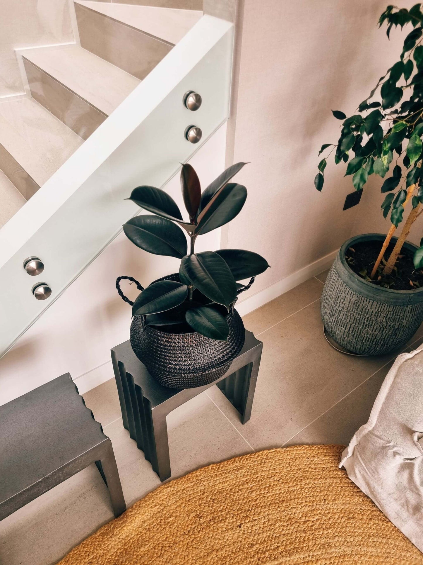 Ficus Burgundy