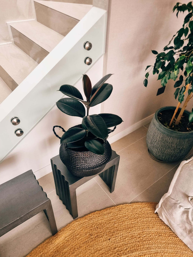 Ficus Burgundy