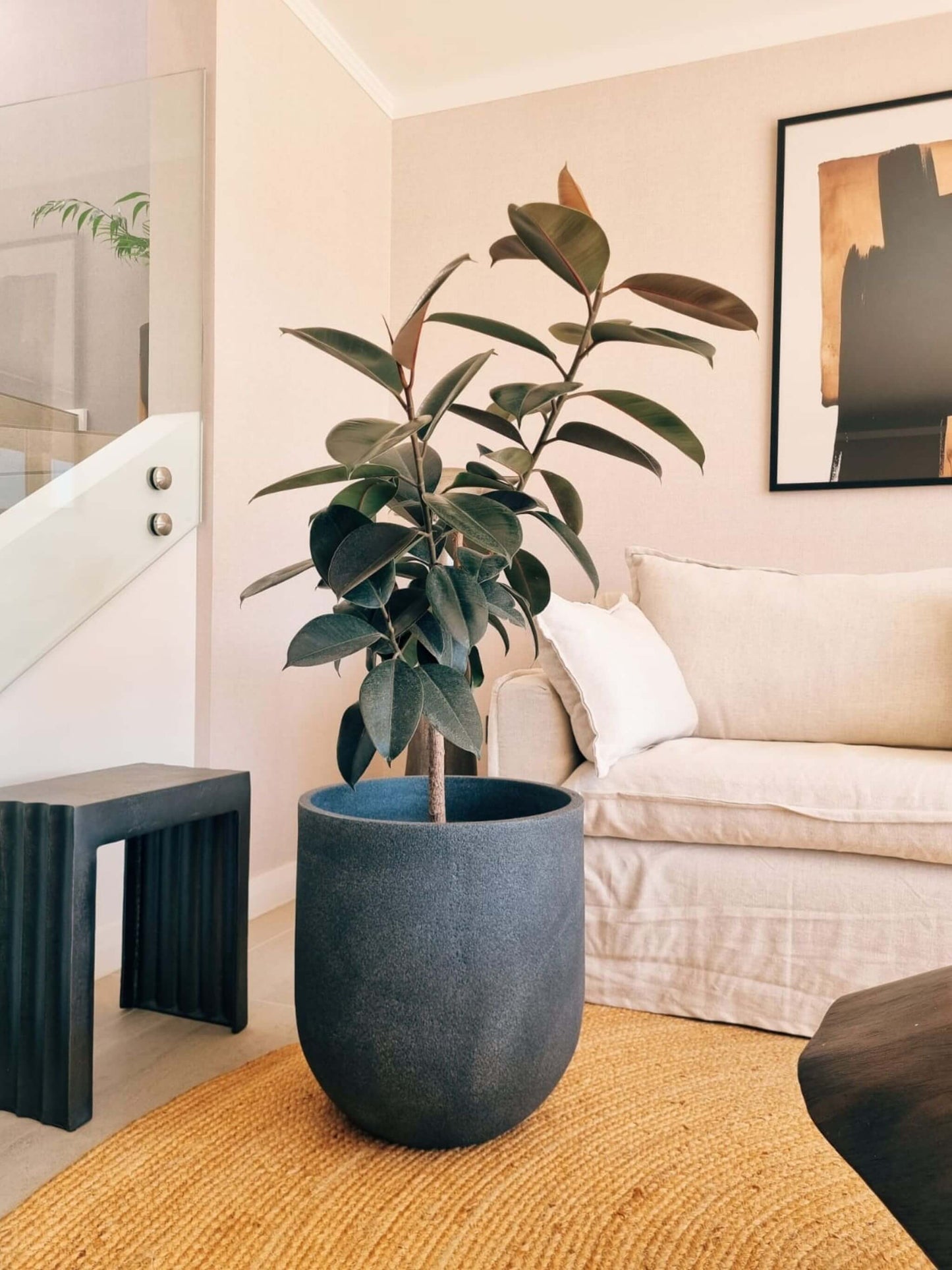 Ficus Burgundy XXL